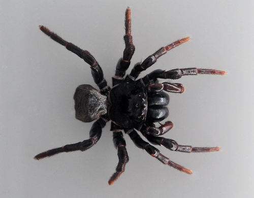 Eastern Mouse Spider - Missulena bradleyi - Australian Spiders and their Faces Eastern Mouse Spider - Missulena bradleyi - Australian Spiders and their Faces
