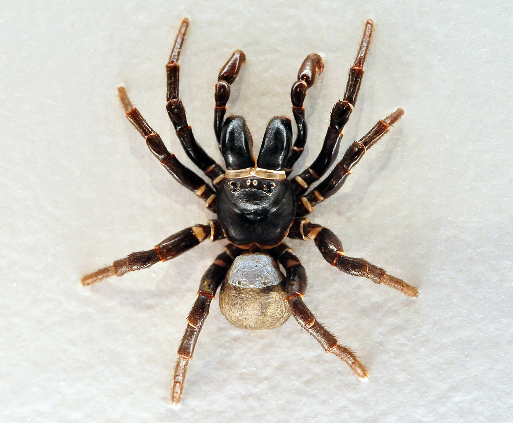 Male Eastern Mouse Spider - Missulena bradleyi Eastern Mouse Spider - Missulena bradleyi