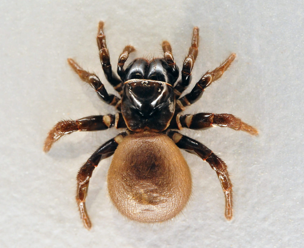 Female Eastern Mouse Spider - Missulena bradleyi Eastern Mouse Spider - Missulena bradleyi