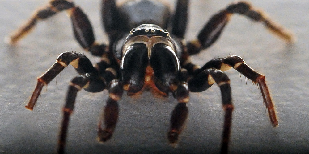 Male Eastern Mouse Spider - Missulena bradleyi Eastern Mouse Spider - Missulena bradleyi