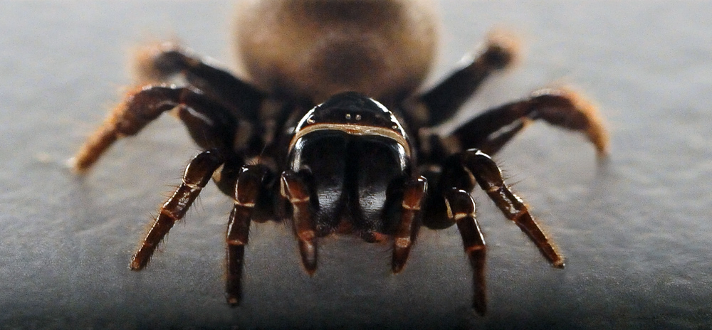 Female Eastern Mouse Spider - Missulena bradleyi Eastern Mouse Spider - Missulena bradleyi