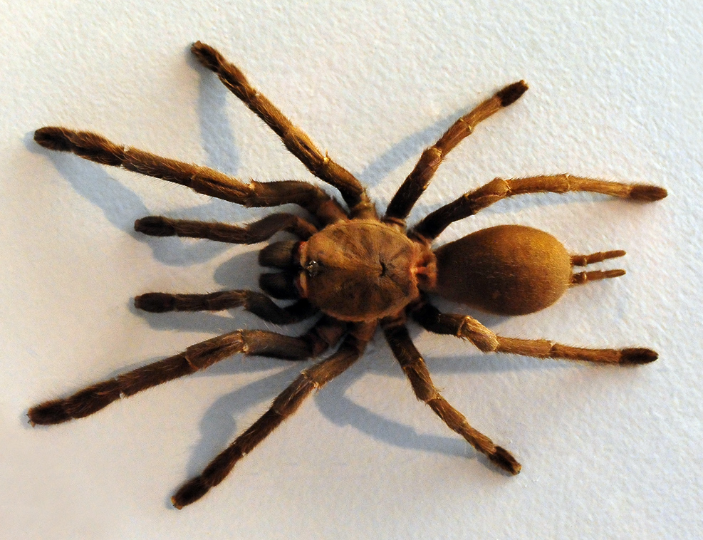 Male Eastern Tarantula - Phlogius crassipes - Selenocosmia crassipes Eastern Tarantula - Phlogius crassipes
