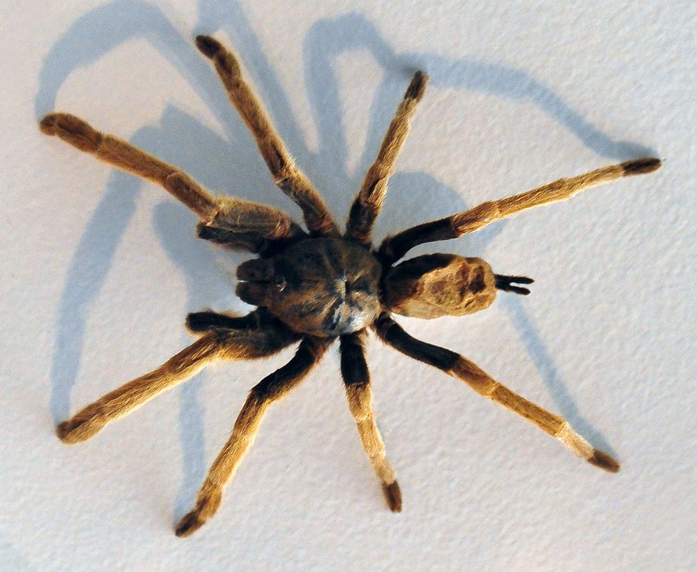 Female Eastern Tarantula - Phlogius crassipes - Selenocosmia crassipes Eastern Tarantula - Phlogius crassipes