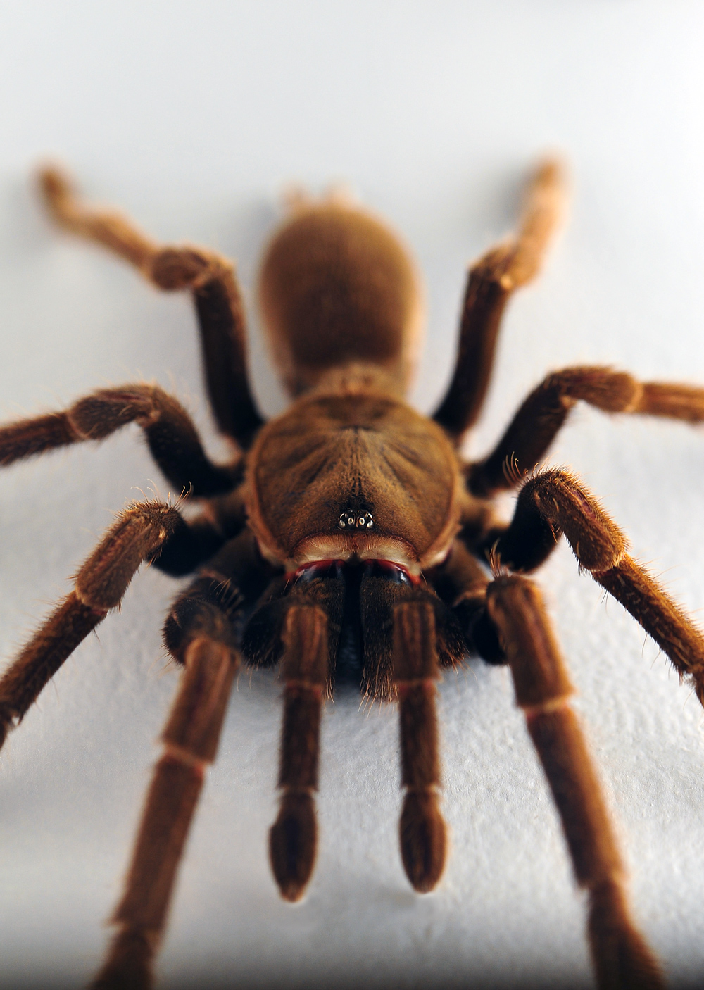 Eastern Tarantula - Phlogius crassipes Eastern Tarantula - Phlogius crassipes