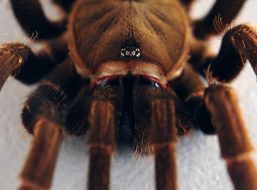 Eastern Tarantula - Phlogius crassipes Eastern Tarantula - Phlogius crassipes