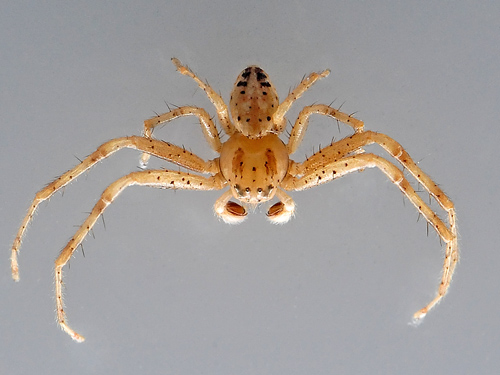 Flower Spider - Australomisidia cruentata (previously Diaea cruentata). - Australian Spiders and their Faces Flower Spider - Australomisidia cruentata (previously Diaea cruentata). - Australian Spiders and their Faces