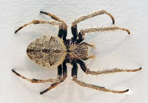 Garden Orb-Weaving Spider - Eriophora transmarina - Australian Spiders and their Faces Garden Orb-Weaving Spider - Eriophora transmarina - Australian Spiders and their Faces