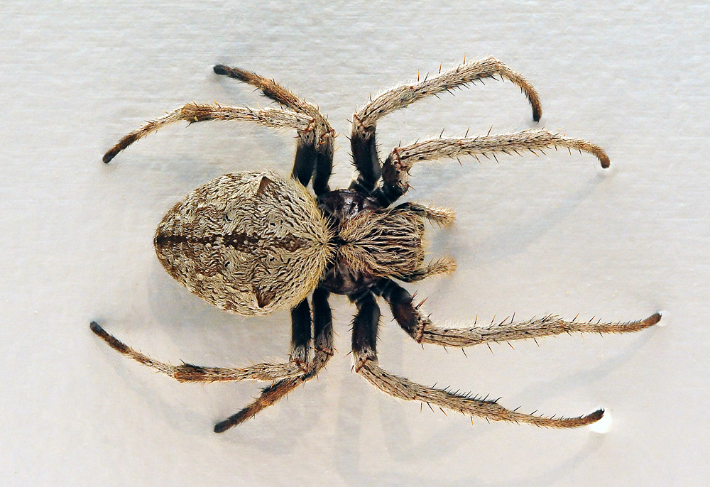 Garden Orb-Weaving Spider - Eriophora transmarina Garden Orb-Weaving Spider - Eriophora transmarina