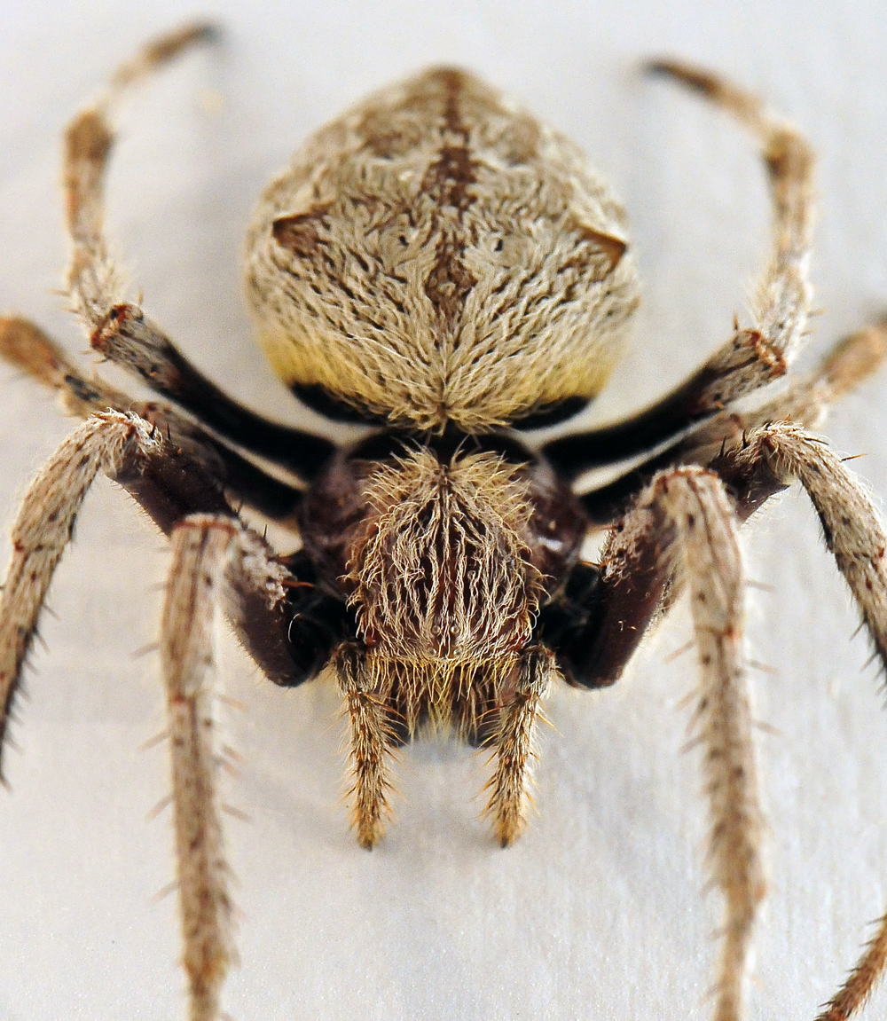 Garden Orb-Weaving Spider - Eriophora transmarina Garden Orb-Weaving Spider - Eriophora transmarina
