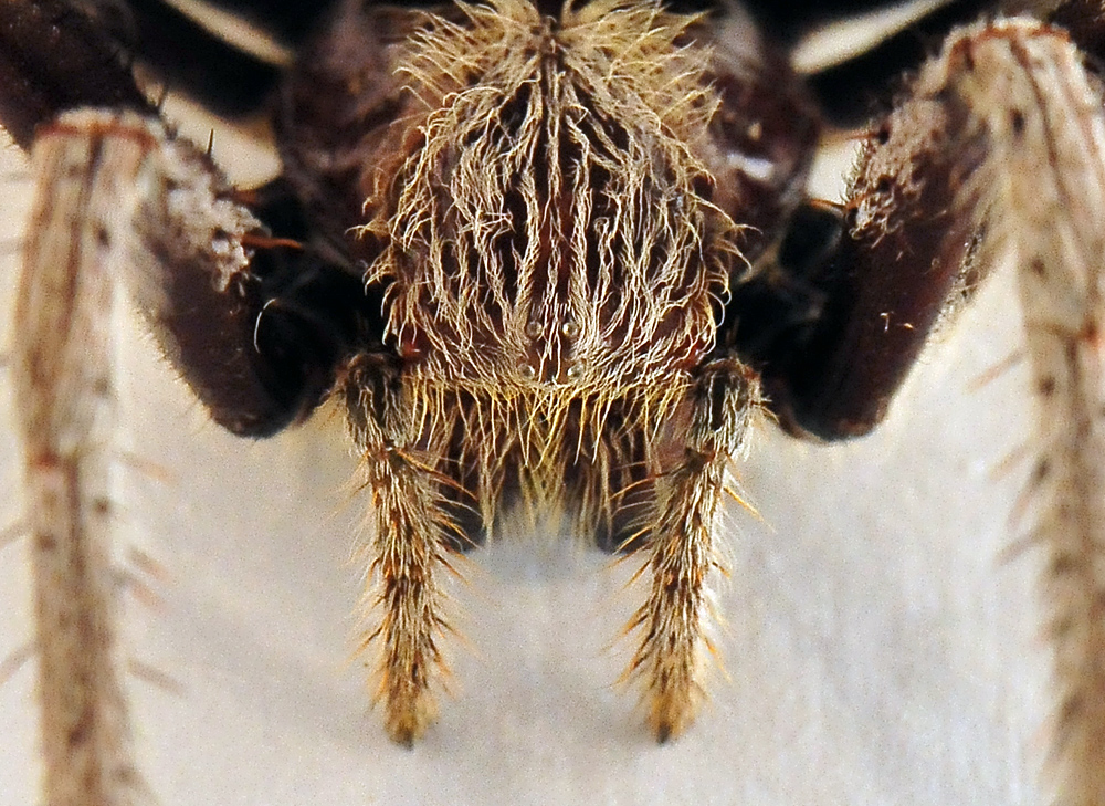 Garden Orb-Weaving Spider - Eriophora transmarina Garden Orb-Weaving Spider - Eriophora transmarina