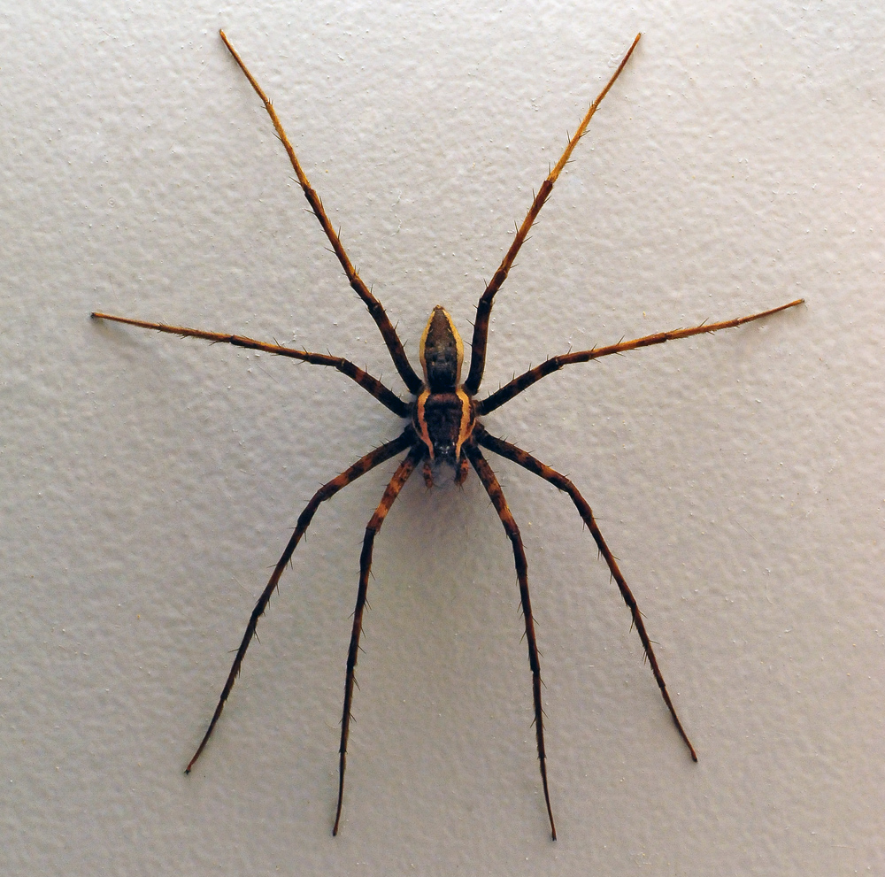 Giant Water Spider - Megadolomedes australianus Giant Water Spider - Megadolomedes australianus