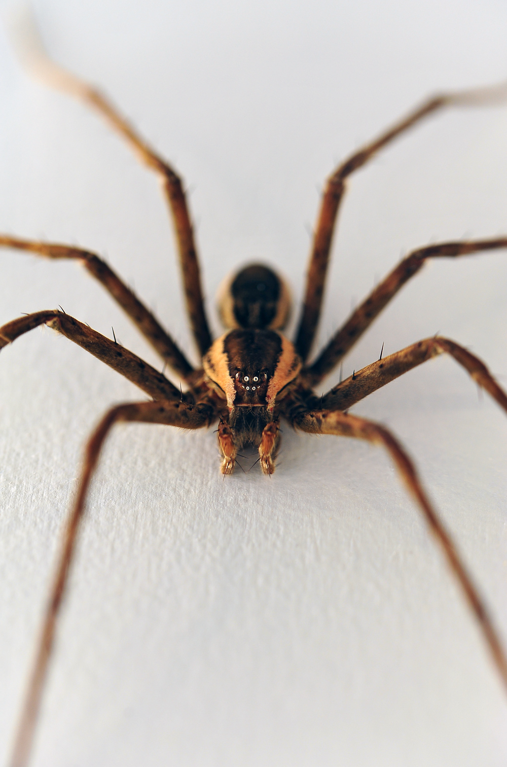 Giant Water Spider - Megadolomedes australianus Giant Water Spider - Megadolomedes australianus