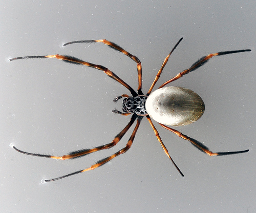Eastern Golden Orb-Weaving Spider - Nephila plumipes - Australian Spiders and their Faces Eastern Golden Orb-Weaving Spider - Nephila plumipes - Australian Spiders and their Faces