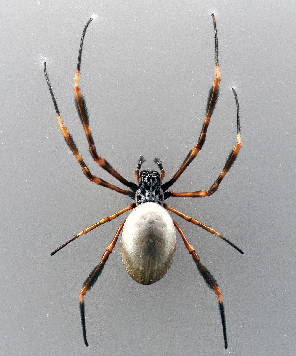 Eastern Golden Orb-Weaving Spider - Nephila plumipes Eastern Golden Orb-Weaving Spider - Nephila plumipes