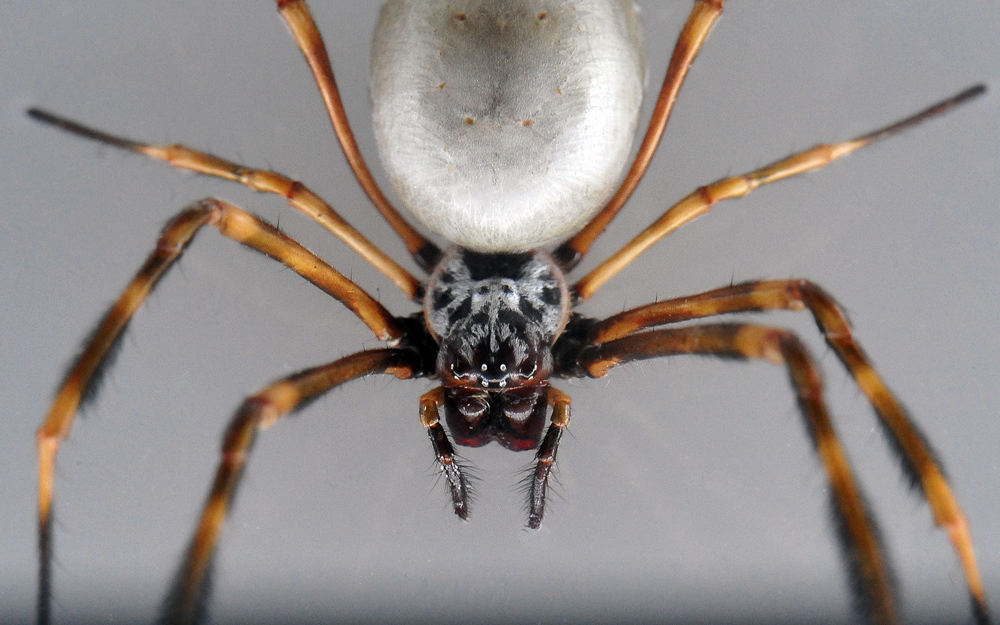 Eastern Golden Orb-Weaving Spider - Nephila plumipes Eastern Golden Orb-Weaving Spider - Nephila plumipes