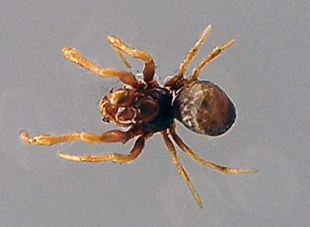 Ground Orb-Weaving Spider - Anapid Family, genus and species unknown - Australian Spiders and their Faces Ground Orb-Weaving Spider - Anapid Family, genus and species unknown - Australian Spiders and their Faces