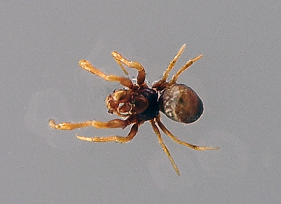 Ground Orb-Weaving Spider - Anapid Family, genus and species unknown Ground Orb-Weaving Spider - Anapid Family, genus and species unknown