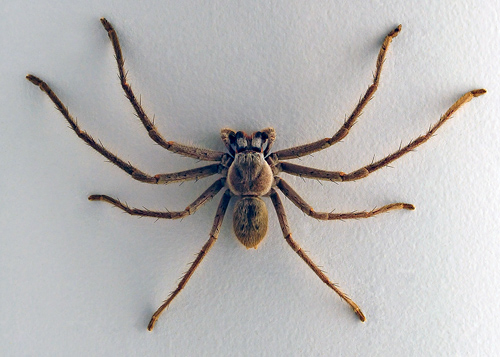Huntsman Spider - Isopeda sp. - Australian Spiders and their Faces Huntsman Spider - Isopeda sp. - Australian Spiders and their Faces