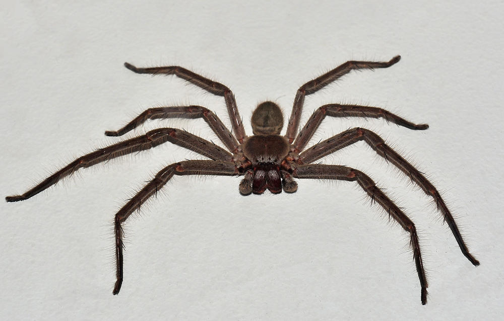 Huntsman Spider - Isopeda sp. Huntsman Spider - Isopeda sp.