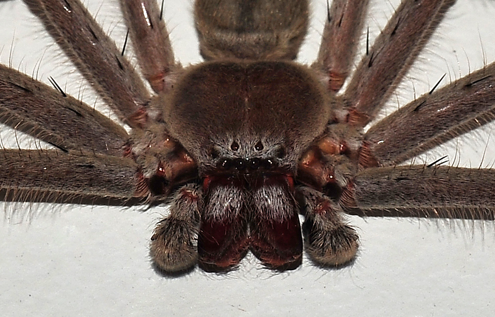 Huntsman Spider - Isopeda sp. Huntsman Spider - Isopeda sp.