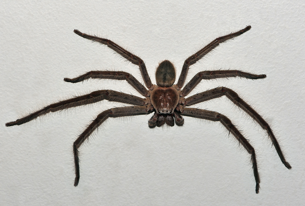 Huntsman Spider - Isopeda sp. Huntsman Spider - Isopeda sp.