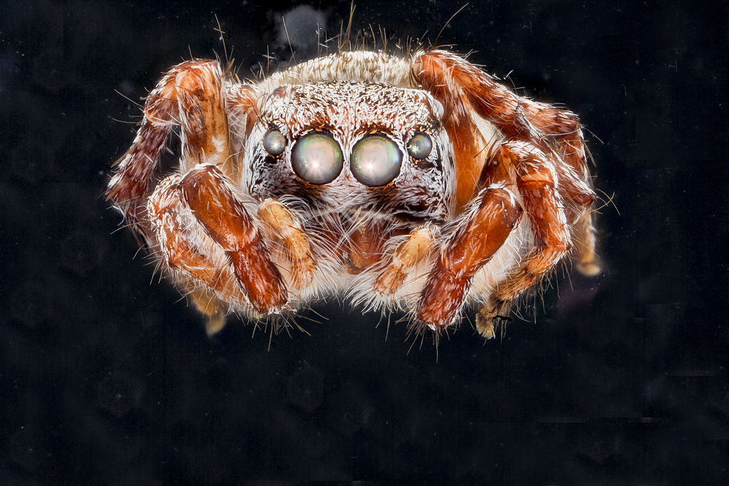 Jumping Spider (family Salticidae), species unknown. Beltsville, Maryland, USA. Australian Bronze Jumping Spider - Helpis minitabunda
