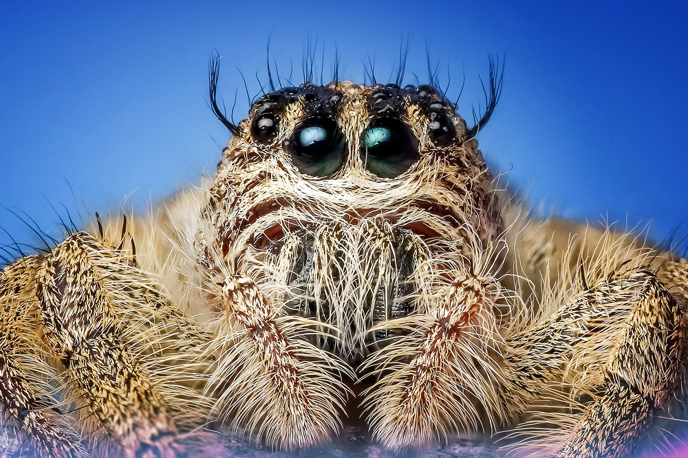 Cute Jumping Spider, species and country unknown. Australian Bronze Jumping Spider - Helpis minitabunda