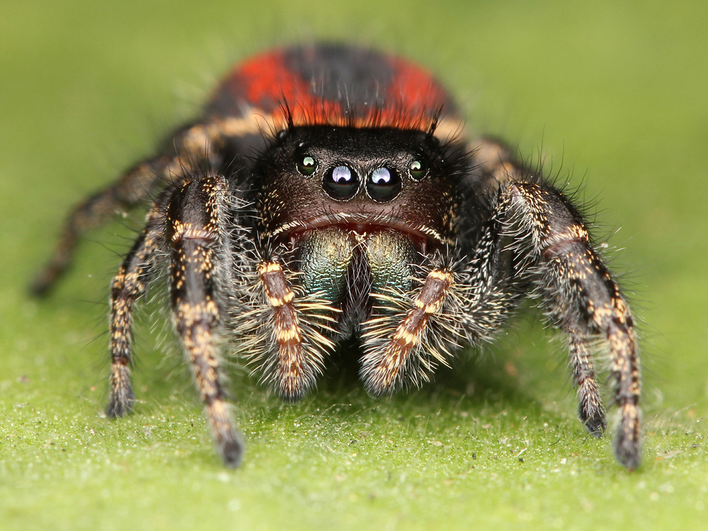 Jumping Spider, species and country unknown. Australian Bronze Jumping Spider - Helpis minitabunda