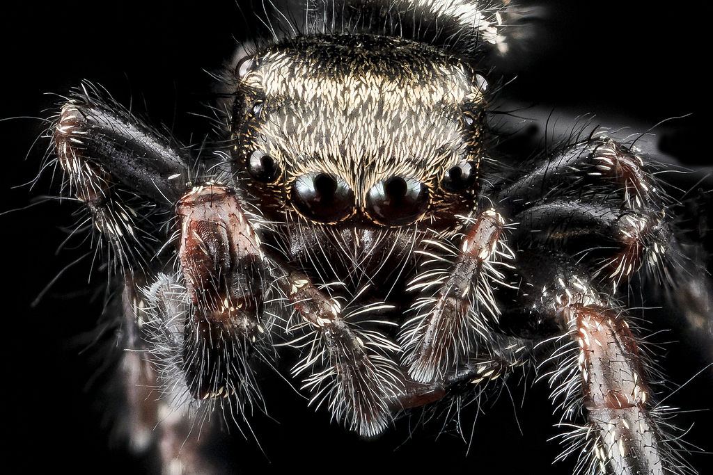 Jumping spider (family Salticidae), species unknown. From Upper Marlboro, Maryland, USA. Australian Bronze Jumping Spider - Helpis minitabunda