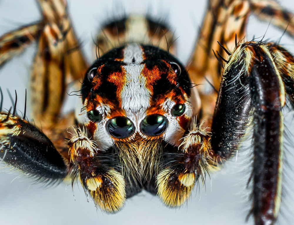 Jumping Spider, species and country unknown. Australian Bronze Jumping Spider - Helpis minitabunda