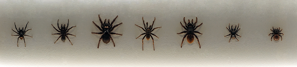 Left to Right: Southern Tree Funnel Web, Sydney Funnel Web male (L), female (R), Brown Trapdoor male (L), female (R), Eastern Mouse Spider male (L), female (R Eastern Mouse Spider - Missulena bradleyi