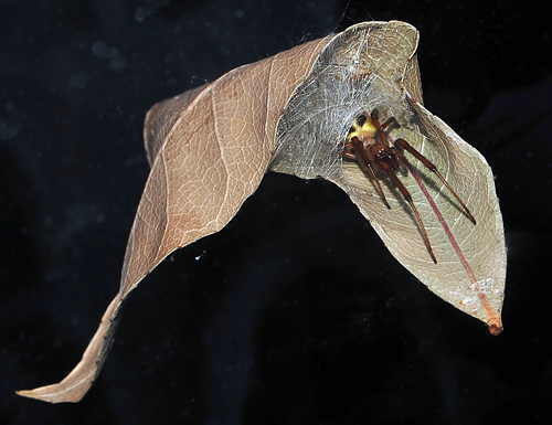 Leaf-Curling Spider - Phonognatha graeffei - Australian Spiders and their Faces Leaf-Curling Spider - Phonognatha graeffei - Australian Spiders and their Faces