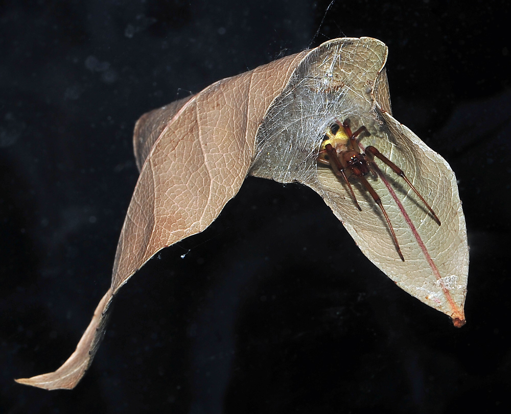 Australian Spider Quiz, Question 9 - Can you identify this spider?
