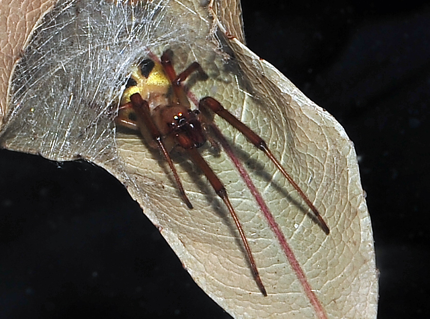 Leaf-Curling Spider - Phonognatha graeffei Leaf-Curling Spider - Phonognatha graeffei