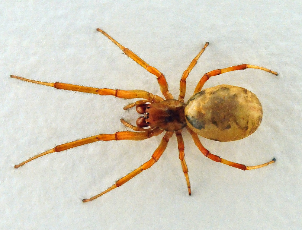 Leaf-Curling Spider - Phonognatha graeffei Leaf-Curling Spider - Phonognatha graeffei