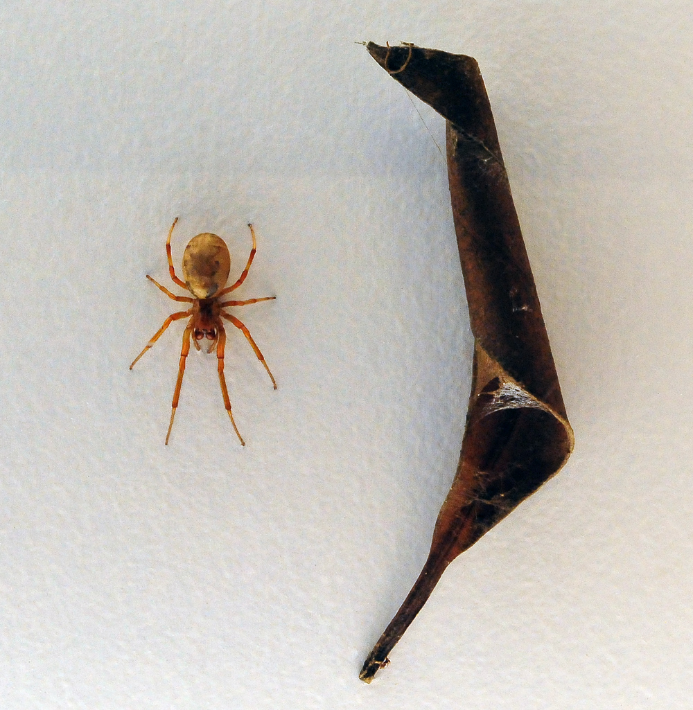 Leaf-Curling Spider - Phonognatha graeffei Leaf-Curling Spider - Phonognatha graeffei