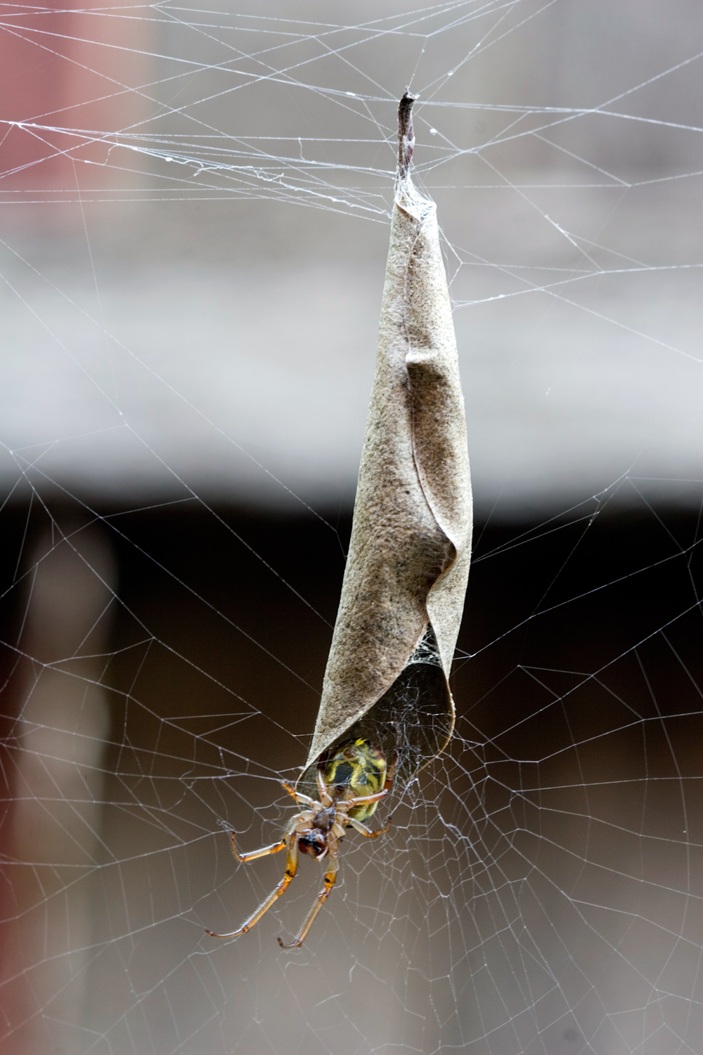 Leaf-Curling Spider - Phonognatha graeffei Leaf-Curling Spider - Phonognatha graeffei