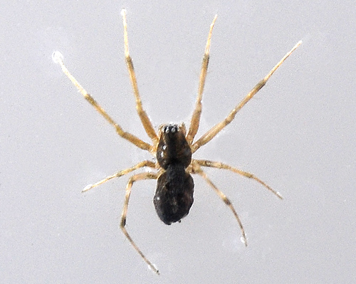 Money Spider - Various - Australian Spiders and their Faces Money Spider - Various - Australian Spiders and their Faces