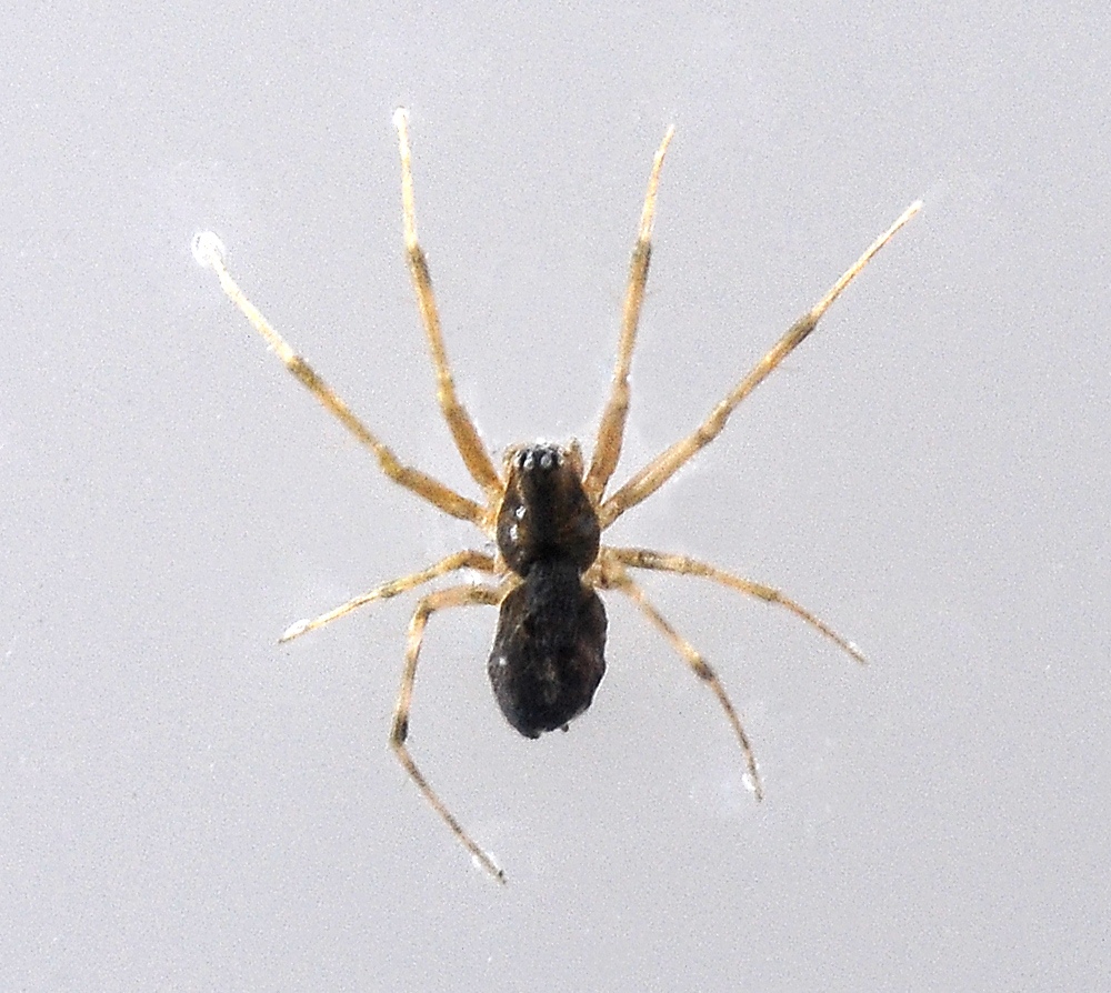 Australian Spider Quiz, Question 6 - Can you identify this spider?