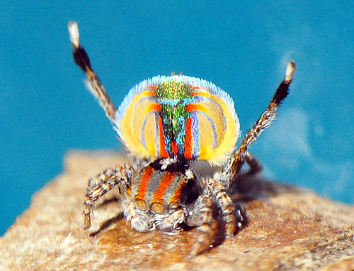 Peacock Spider - Maratus volans - Australian Spiders and their Faces Peacock Spider - Maratus volans - Australian Spiders and their Faces