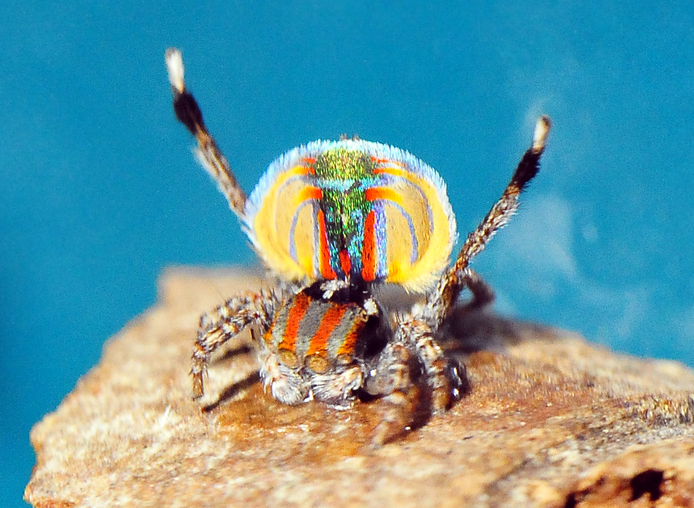 Australian Spider Quiz, Question 1 - Can you identify this spider?