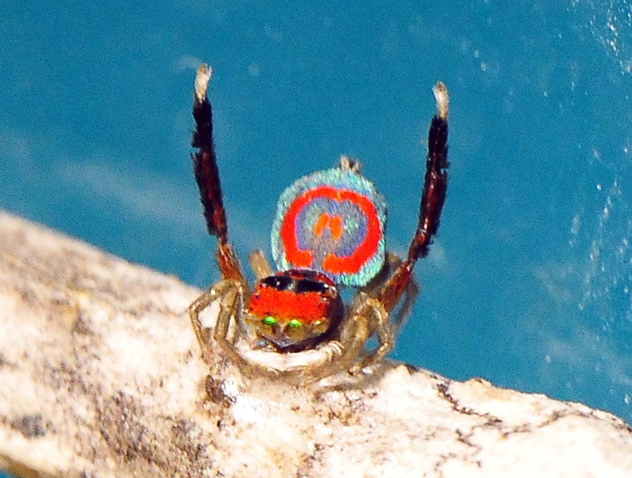 Male Peacock Spider - Maratus volans Peacock Spider - Maratus volans