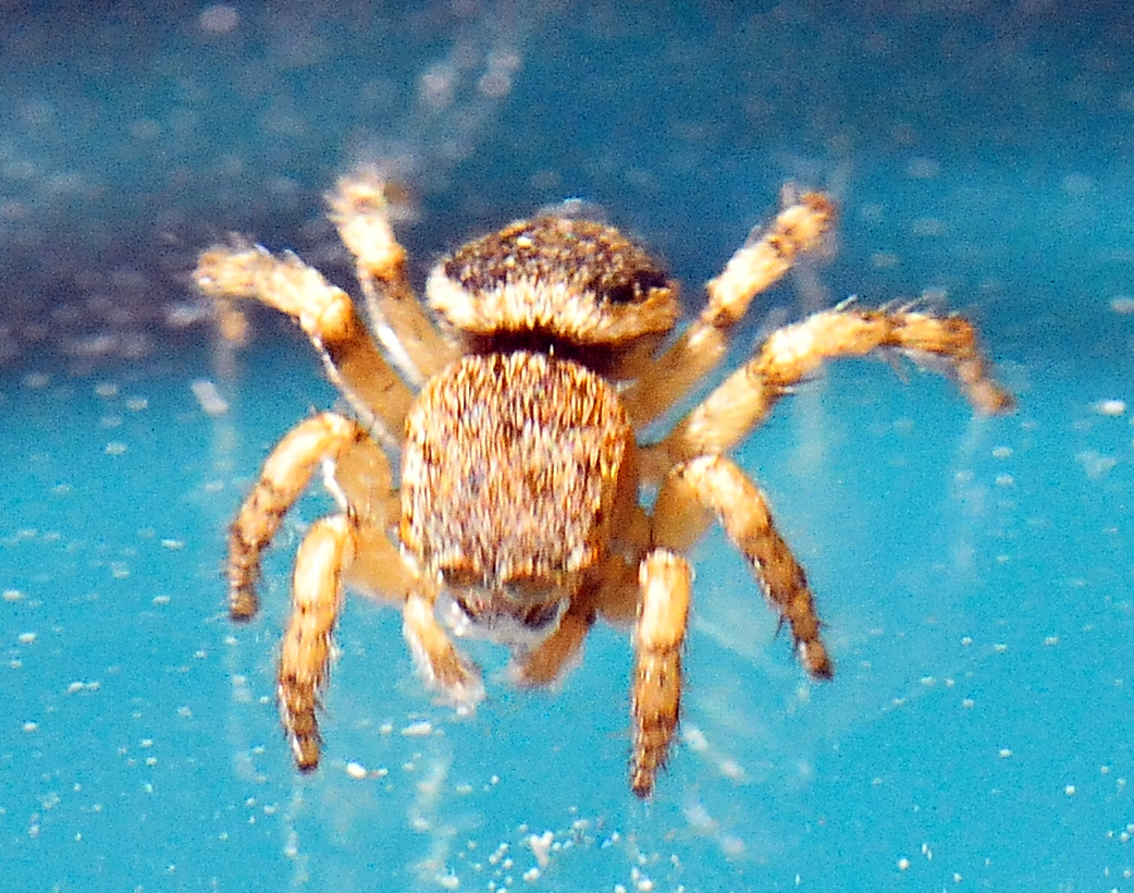 Female Peacock Spider - Maratus volans Peacock Spider - Maratus volans