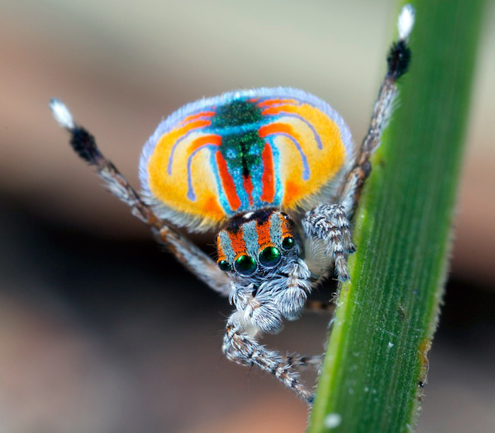 Peacock Spider - Maratus volans Peacock Spider - Maratus volans