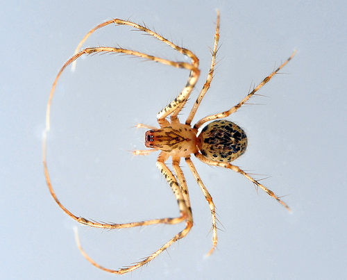 Pirate Spider - Australomimetus maculosus - Australian Spiders and their Faces Pirate Spider - Australomimetus maculosus - Australian Spiders and their Faces