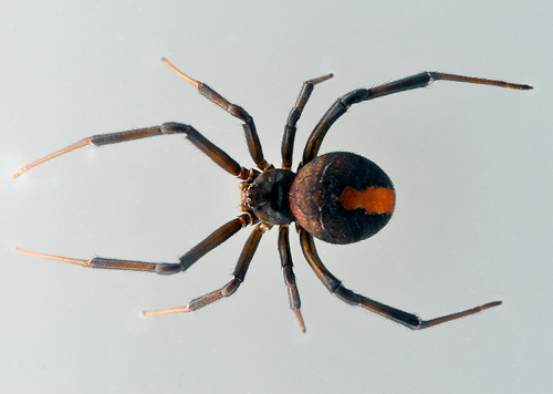 Redback Spider - Latrodectus hasseltii - Australian Spiders and their Faces Redback Spider - Latrodectus hasseltii - Australian Spiders and their Faces