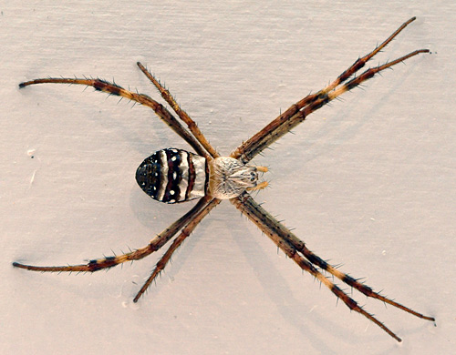 St Andrew's Cross Spider - Argiope keyserlingi - Australian Spiders and their Faces St Andrew's Cross Spider - Argiope keyserlingi - Australian Spiders and their Faces