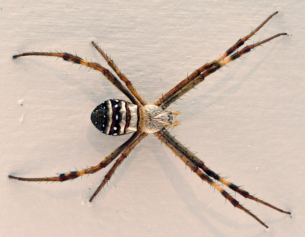 Australian Spider Quiz, Question 7 - Can you identify this spider?