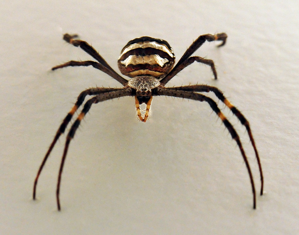 St Andrew's Cross Spider - Argiope keyserlingi St Andrew's Cross Spider - Argiope keyserlingi
