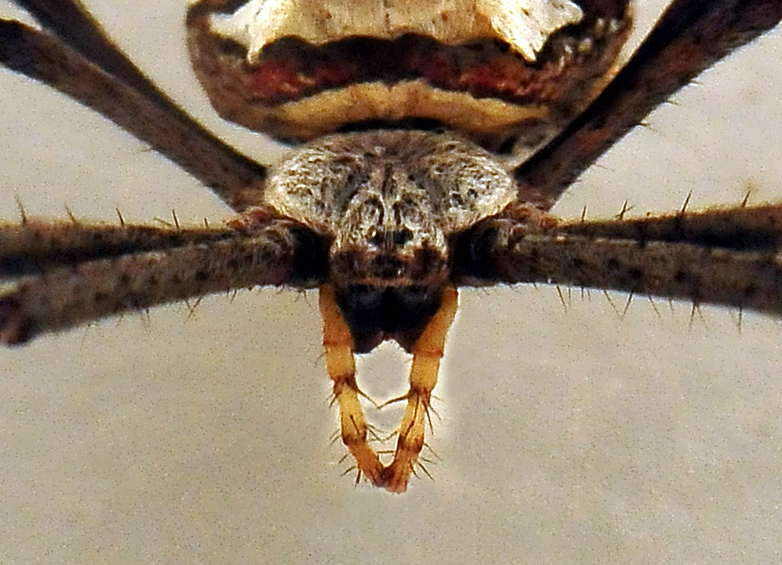 St Andrew's Cross Spider - Argiope keyserlingi St Andrew's Cross Spider - Argiope keyserlingi